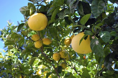 Fruit growing on grapefruit trees