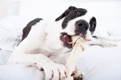 There are several things to keep in mind when selecting a chew bone for your dog.