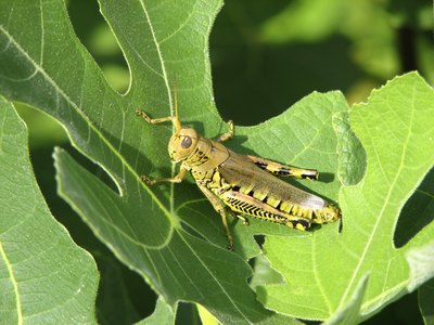 Grasshopper.