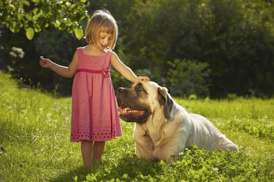 Fawn colored mastiff dog being pet by young girl