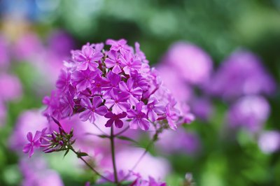 Purple phlox flowers