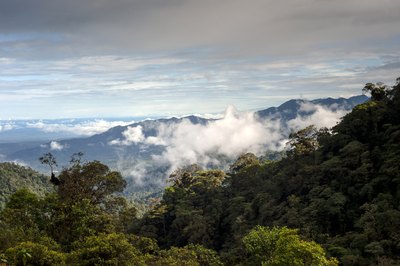 The Amazon's climate is humid and provides an average of 80 inches of rainfall.