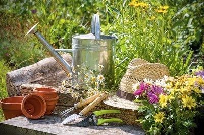 Perennials reward proper care with beautiful blooms.