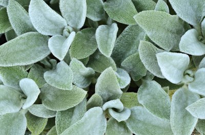 Water lamb's ear sparingly.