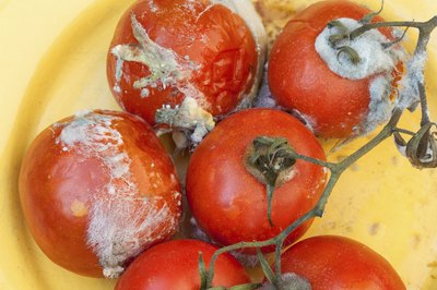 moldy tomatoes