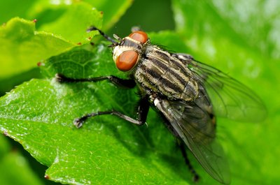 small biting fly