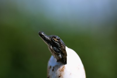 baby crocodile hatching from egg