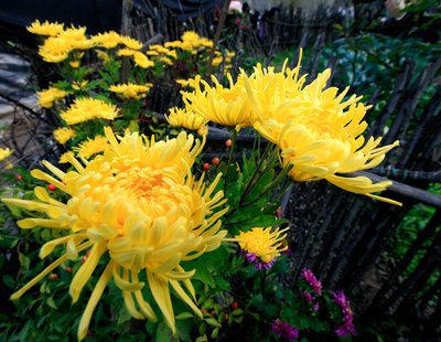 Yellow mums in garden.