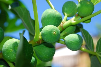 ripening figs on fig tree
