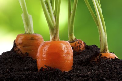 Close-up of carrots in dirt