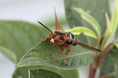 Close-up of cicada-killer