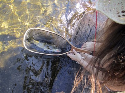 Woman removing dead trout from water