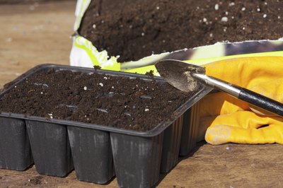 New roots penetrate lightweight starting mixes easily.