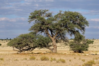 Camel Thorn tree's in the Kalahari, South Africa