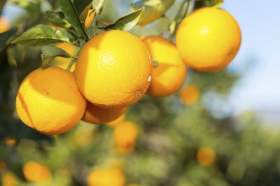 Close-up of oranges growing on tree