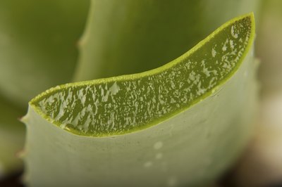 Section of aloe vera plant