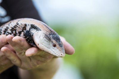 Close-up of man holding blue-tongued skink.