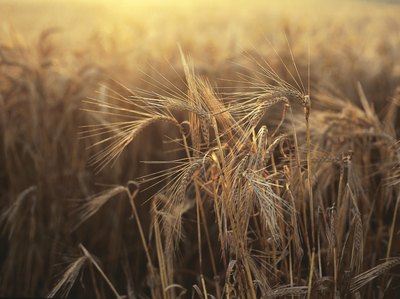 A growing wheat crop.