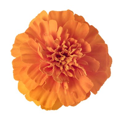 Orange marigold flower.