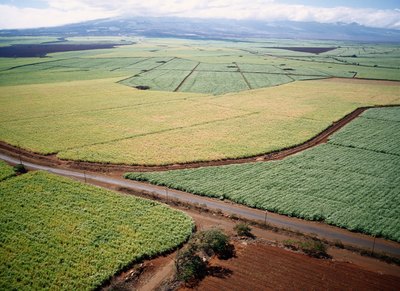 An aerial view of sugar cane fields.