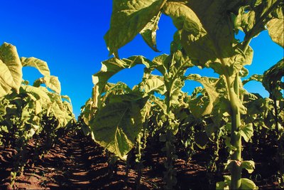 Tobacco field