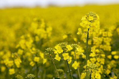 Close up of rapeseed plant