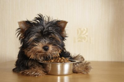 An overfed dog often won't eat.