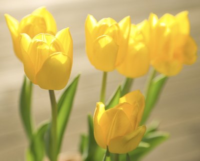 The tulip is a single bloom flower.
