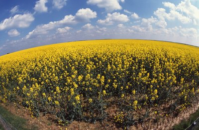 Rapeseed field.