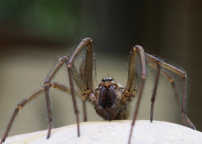 Wolf spider.