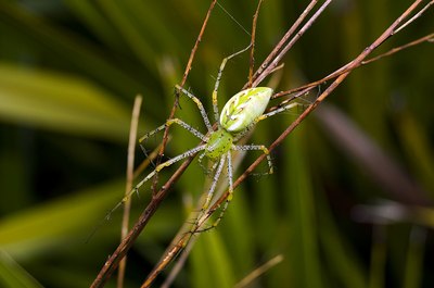 green lynx spider
