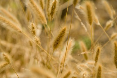 Healthy wheat plants.