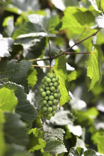Grapes grow from woody vines.