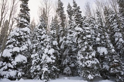 Evergreen plants stay green in the winter.