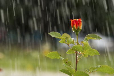 Nothing beats rain for gardens, but chlorinated tap water won't hurt.