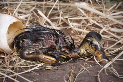 Newely hatched chick rests next to egg shell