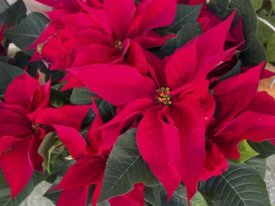 Poinsettia flowers