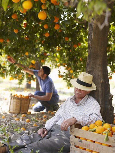 Orange trees
