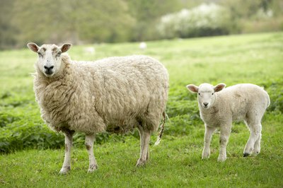 A mother sheep and her lamb.