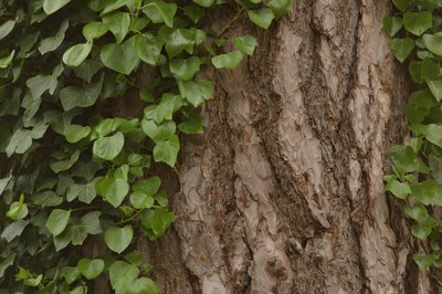 English ivy climbs almost anything.