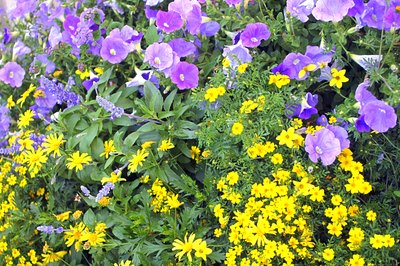 Perennial Beds