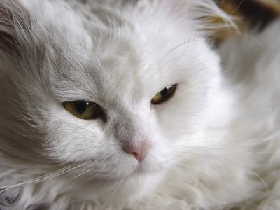 fury white cat