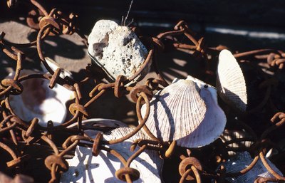 Fresh caught oysters and shellfish in a net.