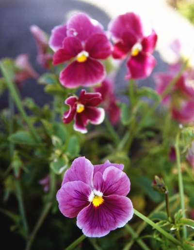 Annuals