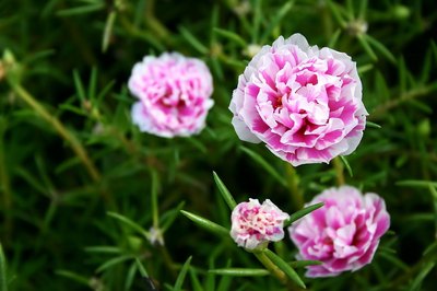 Pink carnation flowers