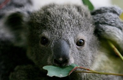 young koala eating leaf