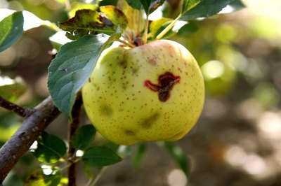 Weather affects apple harvests such as hail.