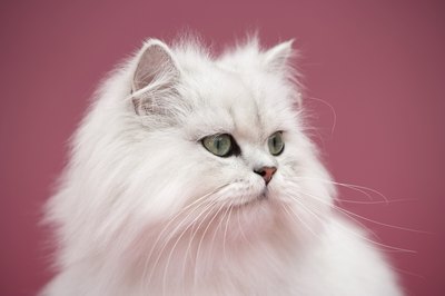 White Persian cat.
