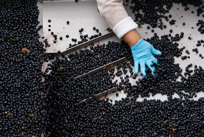 Harvest grapes being sorted and checked