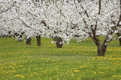 Cherry blossoms blooming in the spring time